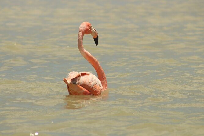 Private Rio Lagartos Flamingo and pink lakes - Who Should Consider This Tour?