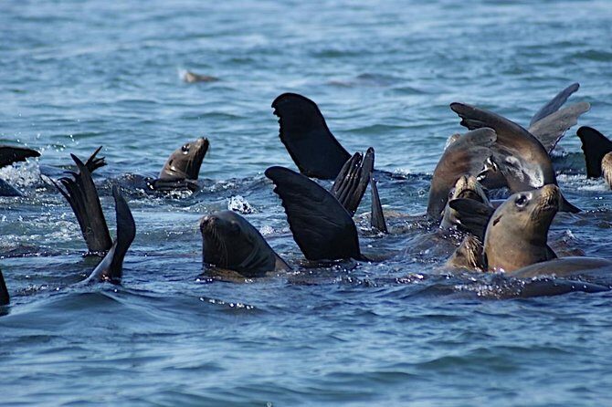 Private Sailing Tour of Bodega Bay - The Itinerary: What to Expect