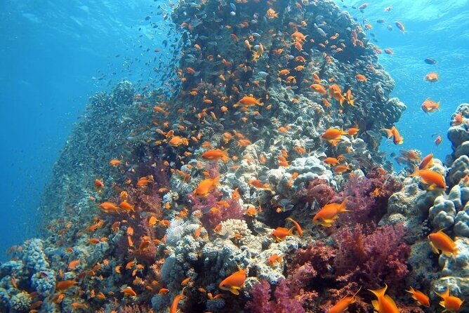 Private Scuba Diving Adventure in the Red Sea of Aqaba - Who Will Love This Tour?