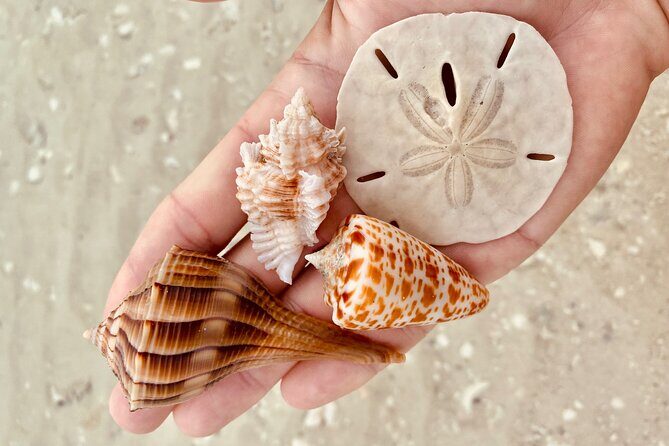 Private Shelling and Dolphin Excursion - Analyzing the Value