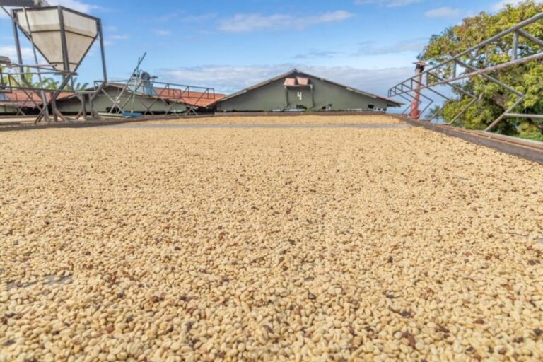 Private Shore Excursion Kona Coffee & National Historic Park - Analyzing the Value: How Does It Stack Up?