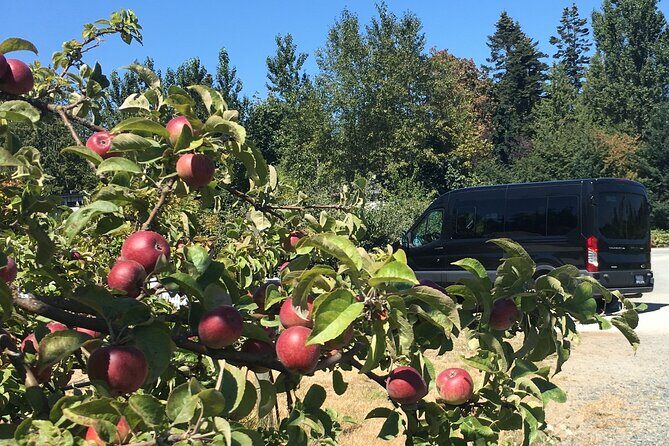 Private Small Group Local Wine, Cider Tasting, Central Saanich - The Experience You Can Expect