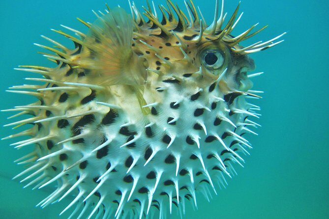 Private Snorkel Cruise in Cabo San Lucas - Authentic Reviews and Perspectives