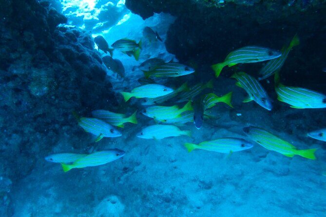 Private Snorkel Excursions in Lahaina, Maui - The Practicalities: Logistics, Cost, and Value