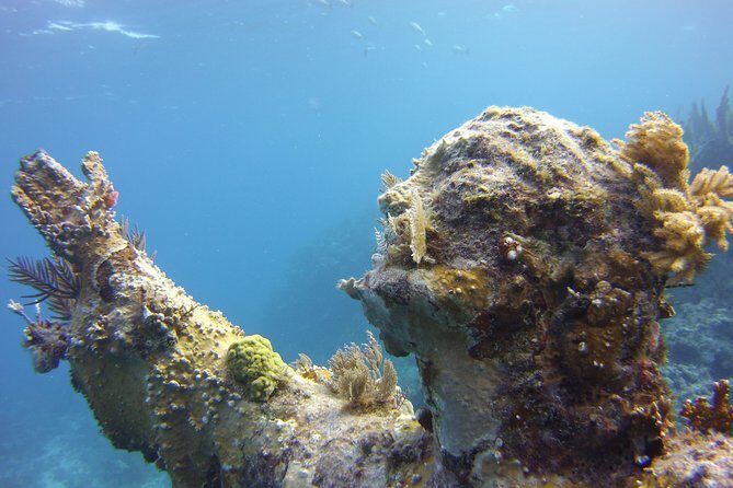 Private Snorkel to Key Largo Reef for up to 12 - INCLUDES GEAR! - Final Thoughts