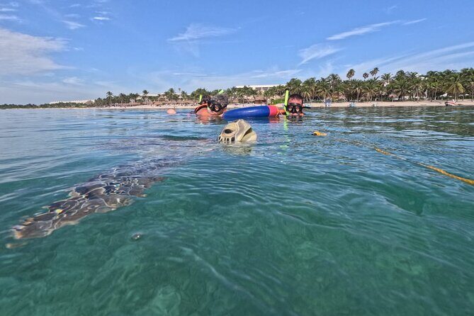 Private Snorkeling with Sea Turtles in Akumal Beach - FAQ