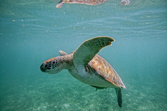 "Private Snorkeling with Turtles EN Akumal + Photos Included" - The Value of a Private Tour