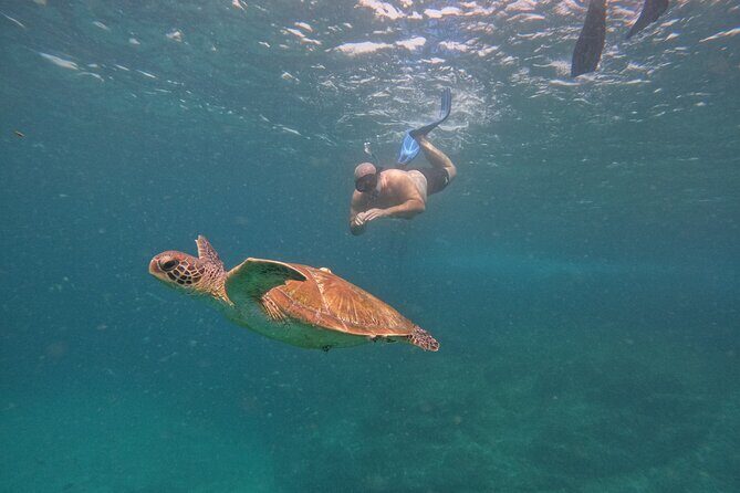 Private Snorkeling with turtles with BBQ food - An In-Depth Look at the Experience