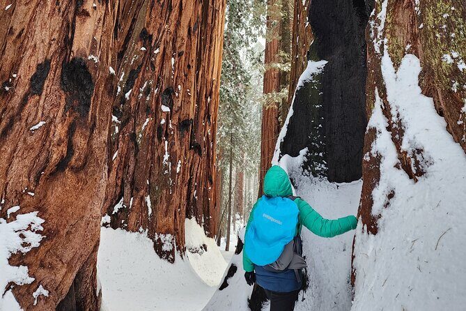 Private Snowshoe Adventure - Sequoia National Park