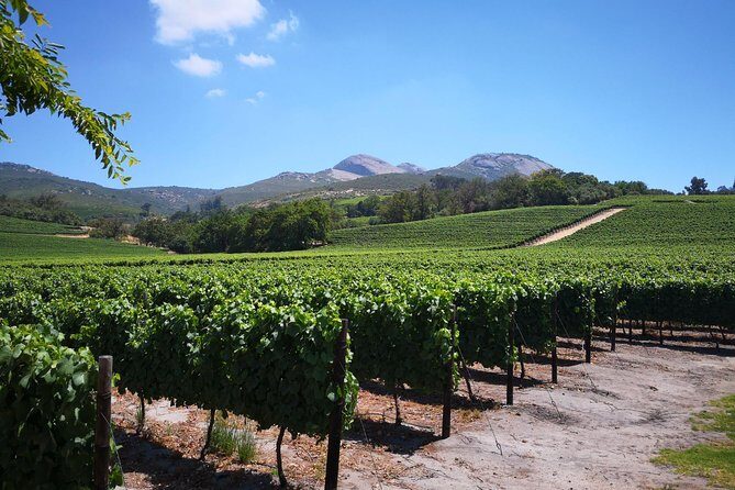 Private Stellenbosch, Franschhoek Paarl Wine Tour from Cape Town - Who Will Love This Tour?