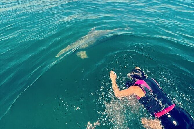 Private Swim with Dolphins And Snorkeling Tour - Who Should Book This Tour?