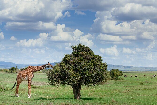 Private Tarangire National Park Day Tour - A Closer Look at the Itinerary