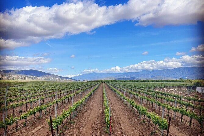 Private Temecula Wine Tour from Carlsbad - Somerset Vineyard & Winery – A Tasting and a Lesson