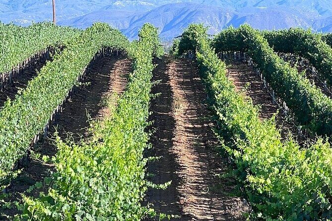 Private Temecula Wine Tour from Escondido - What’s Included and What’s Not