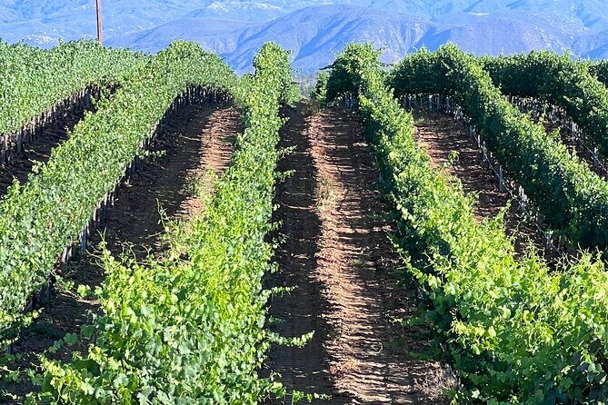 Private Temecula Wine Tour from Pacific Beach - What’s Included and What’s Not