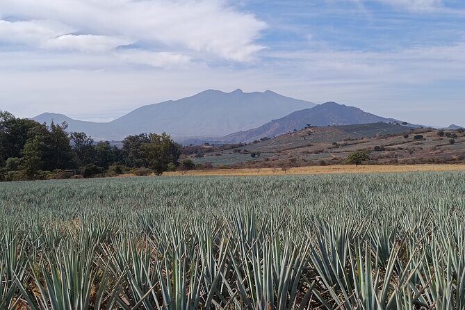 PRIVATE Tequila Valleys Tour: Pyramids, Volcanoes, Agaves&Tequila - Who Should Consider This Tour?