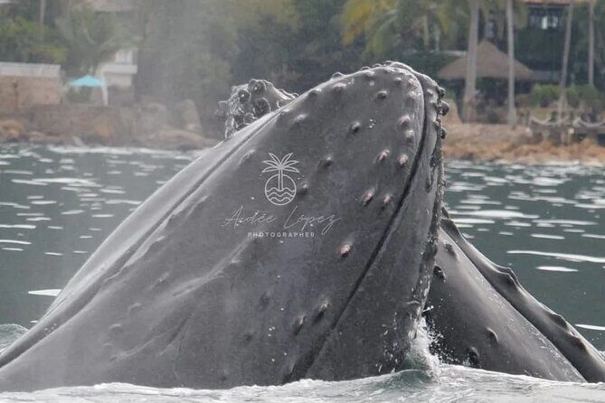 Private Tour 3 Hours of Whale Watching - Who Should Book This Tour?