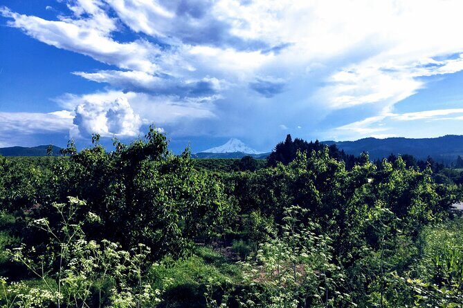 Private Tour at The Hood-Columbia Loop: Timberline, Orchards, and Waterfalls - What We Loved and What to Consider