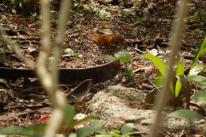 Private Tour: Birdwatching Cozumel Island - Authentic Experiences and Feedback
