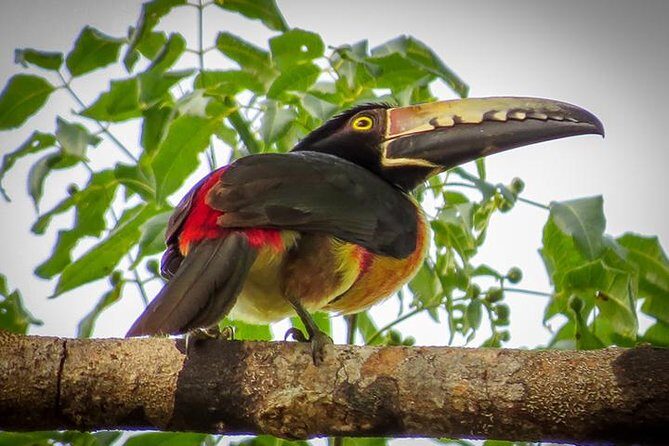 Private Tour: Birdwatching Playa del Carmen - What to Expect on the Day