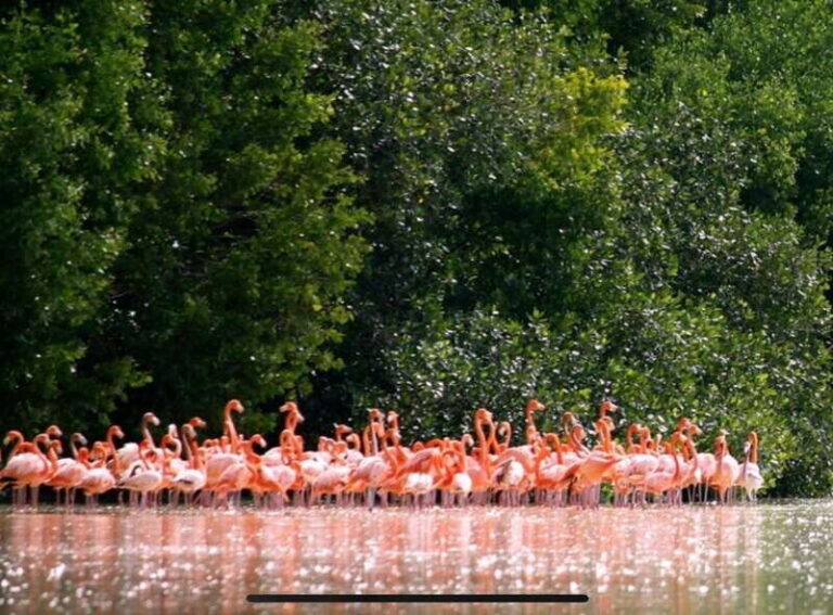 Private Tour Celestun Flamingo Watching and Beach - Navigating the Ría Celestún Biosphere Reserve