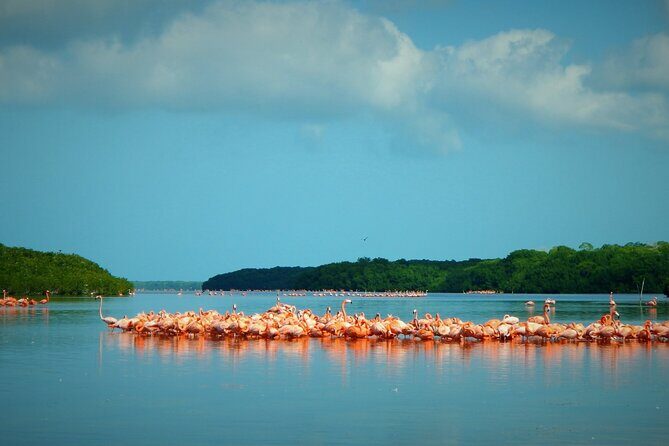 Private Tour Celestun Flamingo Watching and Beach - Why This Experience Offers Real Value