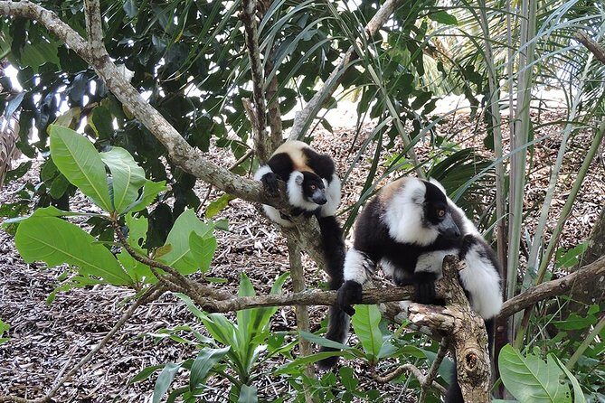 Private Tour for the Highlights of Madagascar - Who Will Love This Tour?