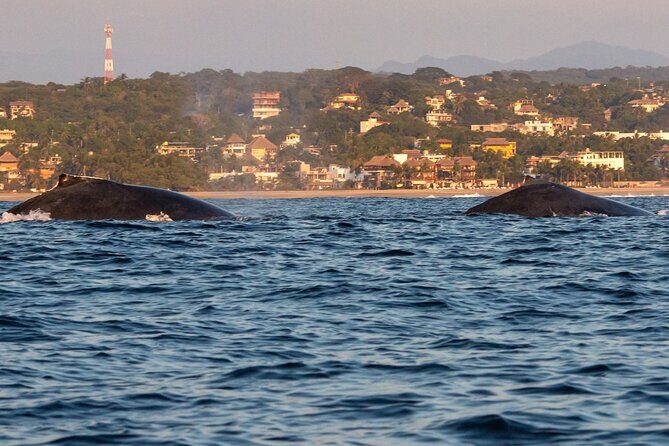 Private Tour of the Beaches of Puerto Escondido in Lancha - Final Thoughts: Is It Worth It?