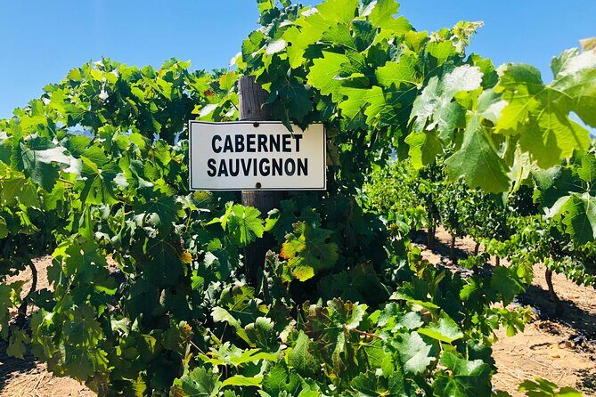 Private Tour of Top 5 Stellenbosch Wineries From Cape Town - What Past Travelers Say