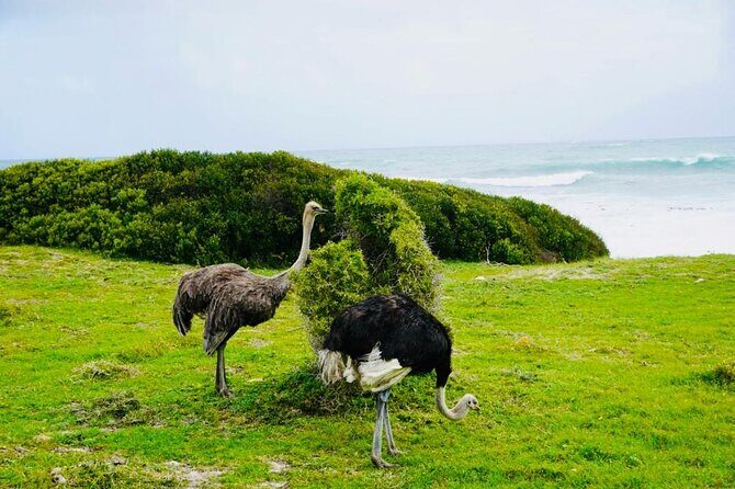 Private Tour: Penguins, Cape Point and Cape of Good Hope - Detailed Review of the Cape Peninsula Private Tour