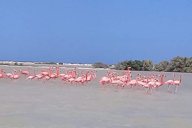 Private Tour: Pink Flamingos, Maya Temples and Ek Balam - Stop 2: Rio Lagartos - A Wildlife Wonderland