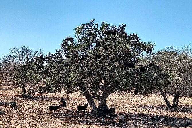 Private Tour: Tiout and Taroudant from Agadir - Transportation and Duration