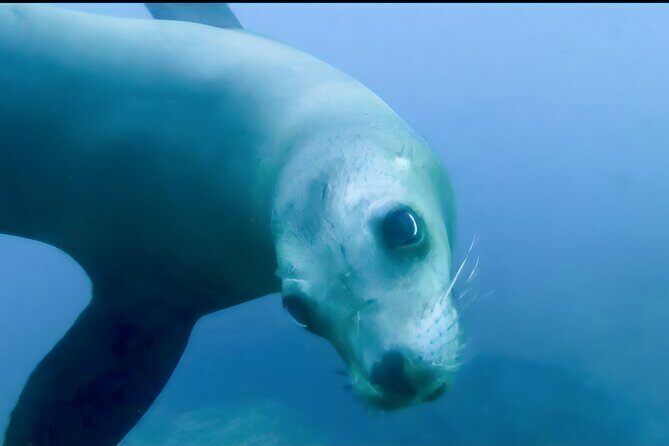 Private Tour to Isla Espiritu Santo and snorkel with sea lions - Who Is This Tour Best For?