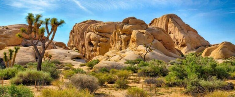 Private tour to Joshua Tree National park from Los Angeles - The Itinerary: What You Can Expect