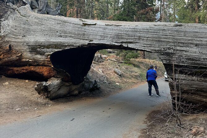 Private Tour to Sequoia and Kings Canyon National Parks - Transportation and Timing