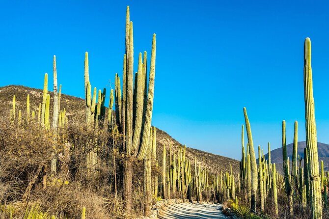 Private Tour to the Tehuacán Biosphere Reserve - The Art of Mezcal at Mezcaleria Coatepec