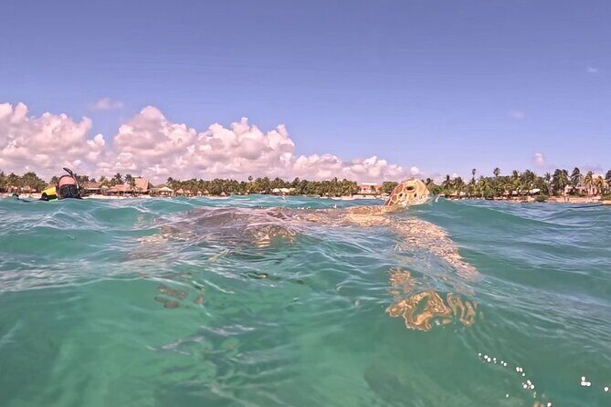 Private Tour: Turtle Swim & Underground Cenote - Who Is This Tour Perfect For?