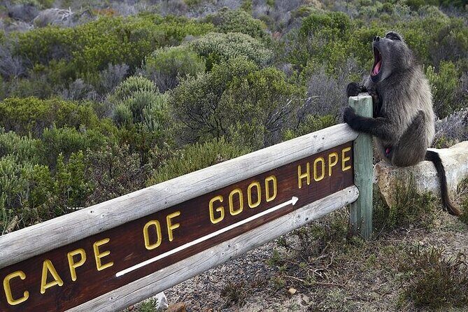 Private Tour:Cape of Good Hop>Seal island>Chapmanspeak &Penguins - The Itinerary in Detail