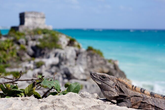 Private Transfer Bacalar-Tulum with optional 2h in Sian Ka'an Biosphere Reserve - Who Is This Tour Best For?