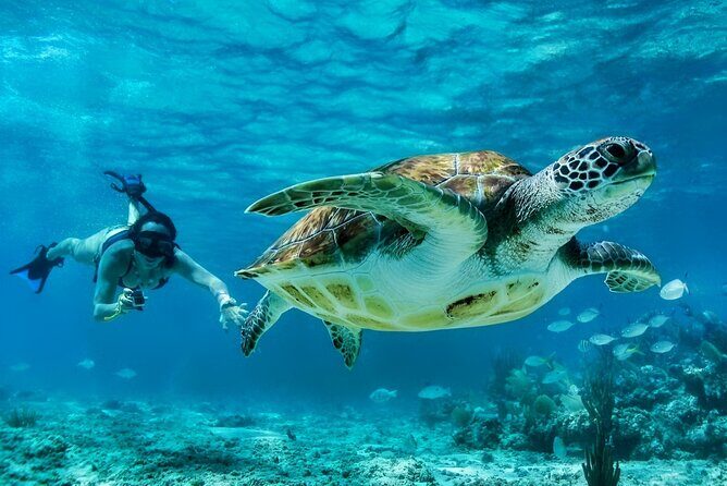 Private Tulum Mayan Ruins & Swimming with Turtles Experience - Final Thoughts: Is it Worth It?