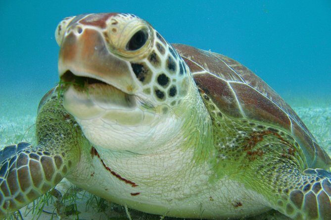 Private Turtle Discovery in Akumal - What Makes This Tour Stand Out?