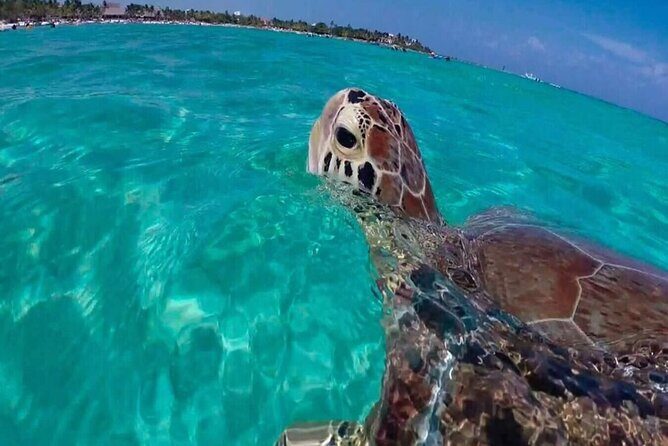 Private Turtle encounter + Cenote Adventure! Express Tour - Exploring the Itinerary: What to Expect from Start to Finish