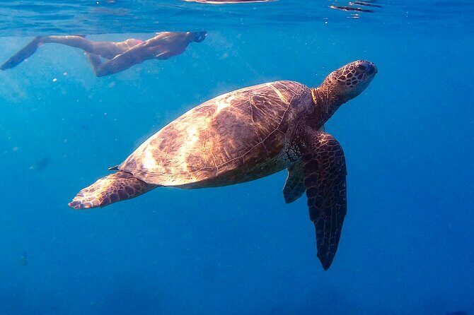 Private Turtle Snorkel & Cruise Waikiki - Customizable Itinerary and Site Selection