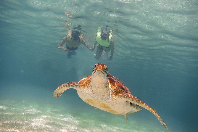 Private Turtles & Cenotes Adventure - Why Travelers Love This Tour