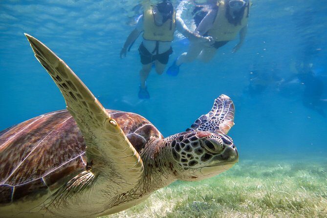 Private Turtles Express - Insights from Past Travelers