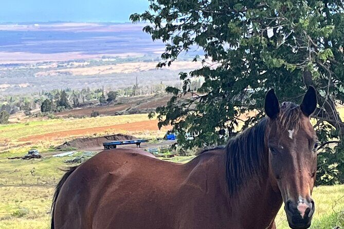 Private Upcountry Farm Tour on Maui - The Overall Value