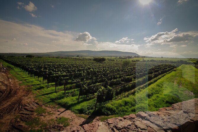 Private Vineyard and Wine Testing Tour From Guanajuato - Who Should Consider This Tour?