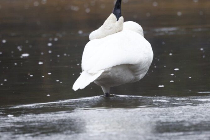 Private/VIP Wildlife Winter Safari of Yellowstone - The Sum Up