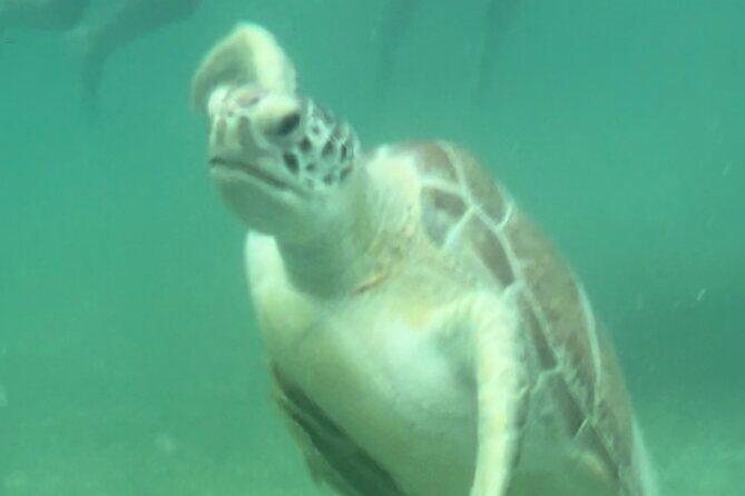 Private VW Beetle Tour Swim with Turtles, Visit Tulum Ruins&Town - What’s Included & What’s Not