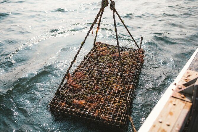 Private West Passage Oyster Tasting Aquaculture Tour